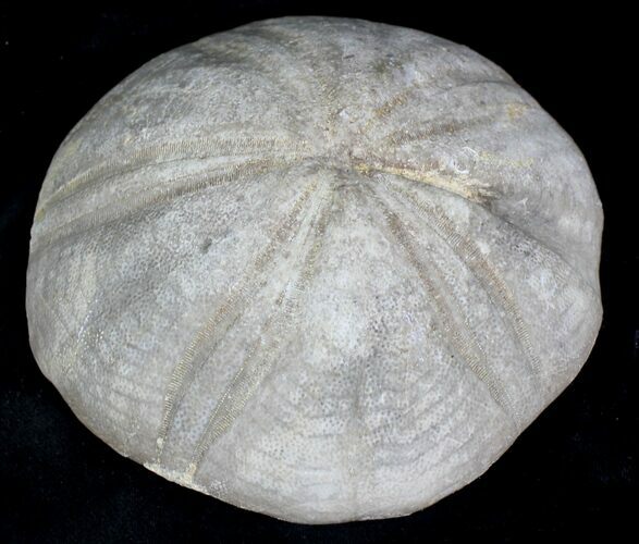 Jurassic Sea Urchin (Clypeus plotti) - England #22102